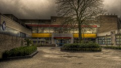 Trees HDR Photography