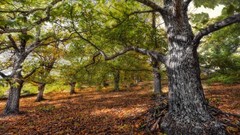 Trees HDR Photography