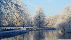 Trees ice Frozen lakes