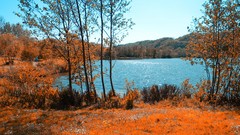 Trees infrared photography