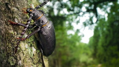 Trees insect Beetles Wood Animals nature
