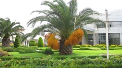 Trees iran Amin Peyrovi