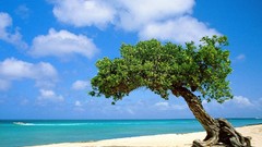 Trees Islands Beaches