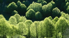 Trees Italy national park valleys beech