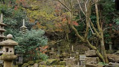 Trees Japan architecture