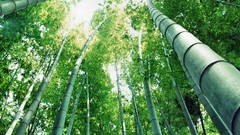 Trees Japan bamboo forests
