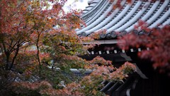 Trees Japan buildings forests