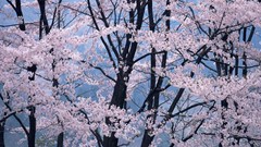 Trees Japan cherry blossoms