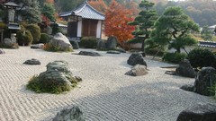 Trees Japan Garden Zen red leaf