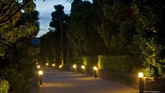 Trees Japan japan views