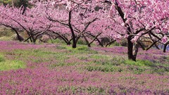 Trees Japan peaches farms orchards fruit trees