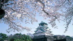 Trees Japan sakura cherries Castles osaka cherry blossoms 