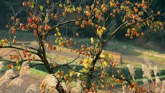 Trees Japanese gardens