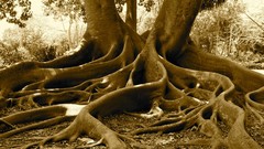 Trees jungle sepia