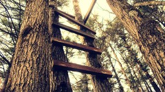 Trees ladder