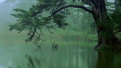 Trees lakes Rainforest
