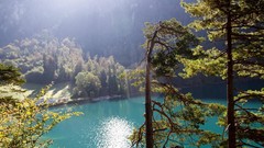 Trees lakes sunlight