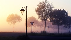 Trees lamp posts