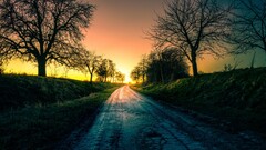 Trees landscape sunset