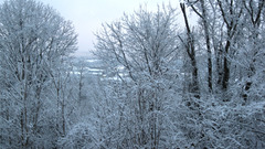 Trees Landscapes nature snow