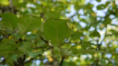 Trees leaves