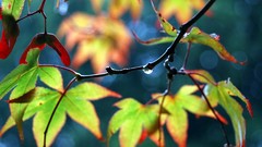 Trees leaves crop depth