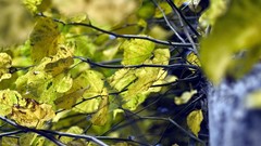 Trees leaves depth of