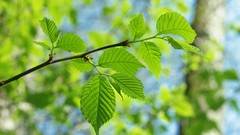 Trees leaves depth of