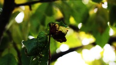 Trees leaves Green nature