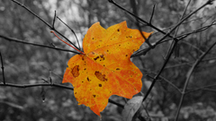 Trees leaves selective coloring