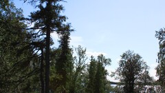 Trees lens flare nature