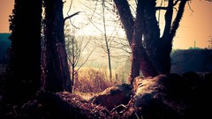 Trees light Wood skies forests