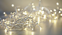 Trees lights iced earth