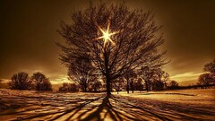 Trees lights landscape winter nature sun outdoors