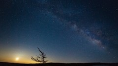 Trees Milky Way night sky