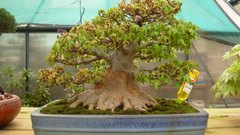 Trees miniature Bonsai