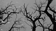 Trees minimalistic artwork