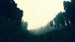 Trees mist