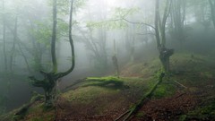 Trees mist forests