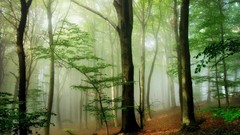 Trees mist forests