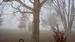 Trees mist forests tire swing