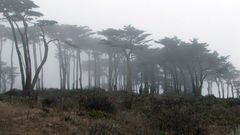 Trees mist Landscapes