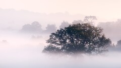 Trees mist nature landscape