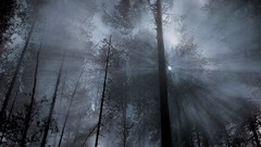 Trees mist sunlight forests