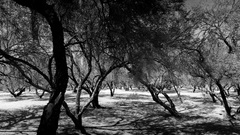 Trees monochrome