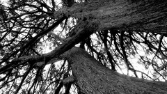 Trees monochrome