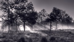 Trees monochrome