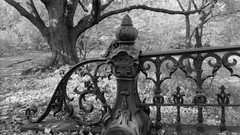 Trees monochrome fences autumn leaves