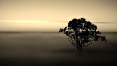 Trees monochrome mist