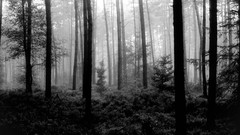 Trees monochrome national geographic forests